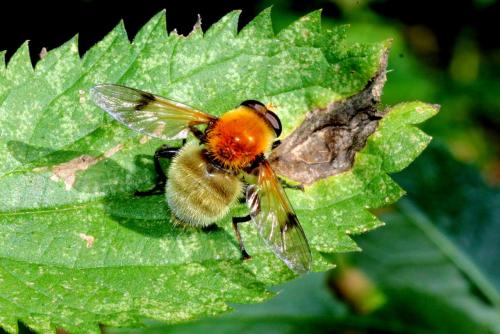 Sericomyia superbiens