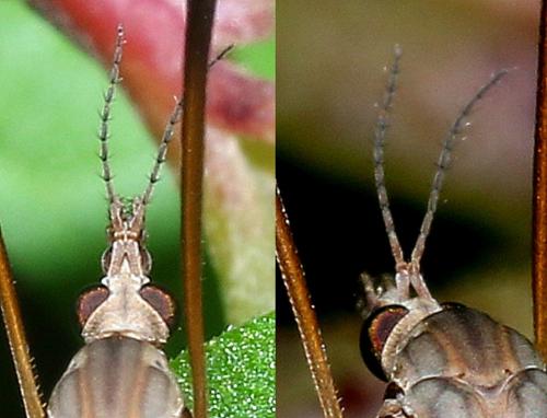 Tipula oleracea