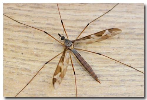 Tipula maxima