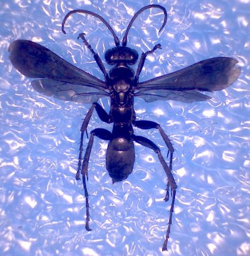 Anoplius concinnus