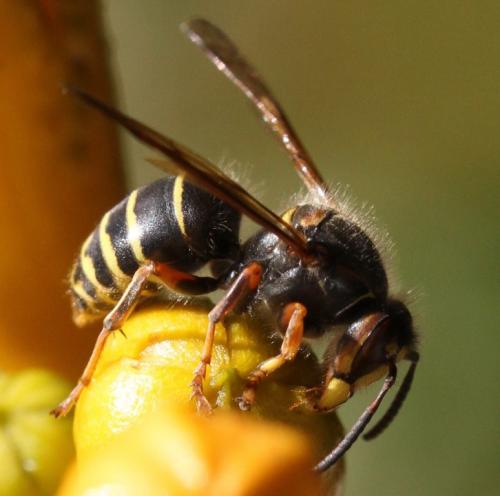 Dolichovespula media
