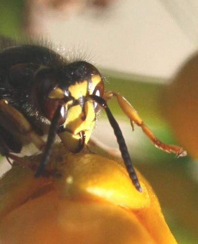 Réf. 148 280 : Dolichovespula media