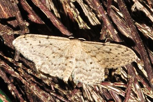 Idaea seriata
