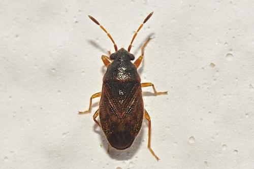 Stygnocoris sp.