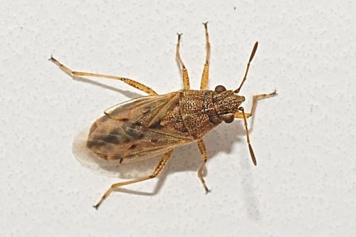 Nysius sp.