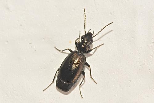Syntomus truncatellus