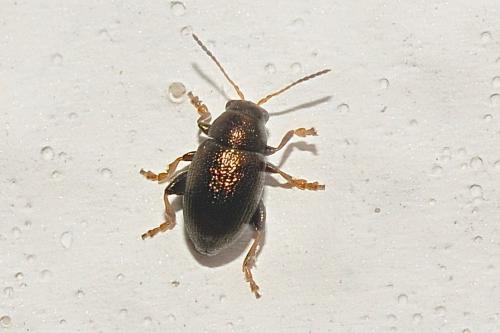 Réf. 148 809 : Chaetocnema sp.