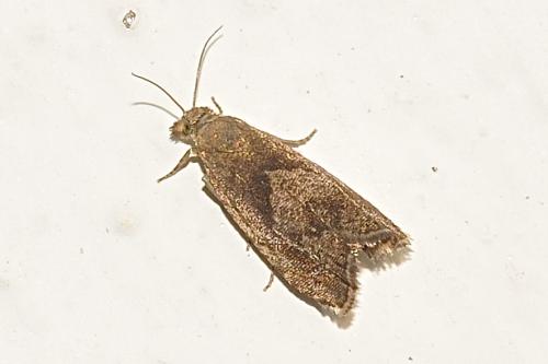 Réf. 148 832 : Dichrorampha simpliciana