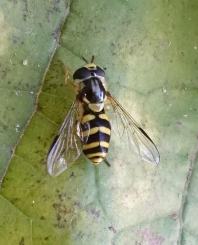 Réf. 148 459 : Dasysyrphus albostriatus