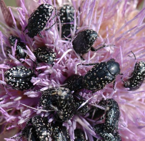 Oxythyrea noemi
