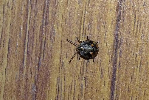 Réf. 148 813 : Holcogaster fibulata