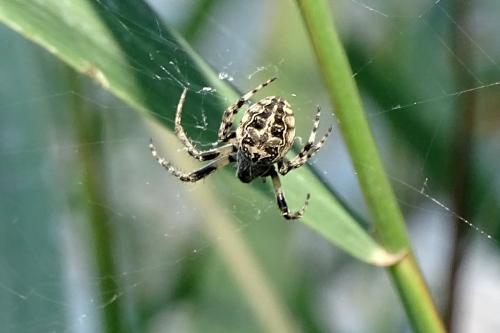 Réf. 148 810 : Larinioides sclopetarius