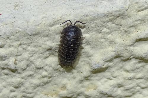 Armadillidium depressum