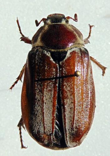Melolontha melolontha