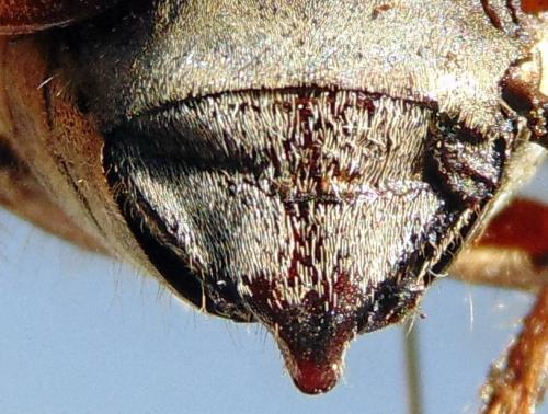 Melolontha melolontha