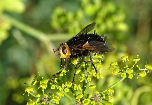 Réf. 148 325 : Tachina grossa