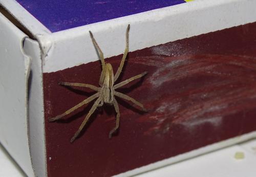 Micrommata ligurina
