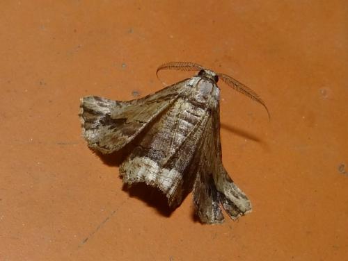 Menophra abruptaria