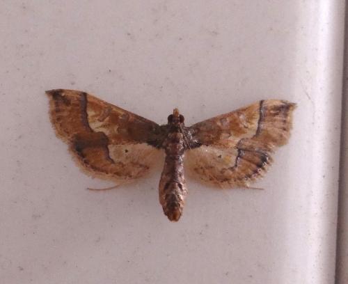 Réf. 148 568 : Hydriris ornatalis