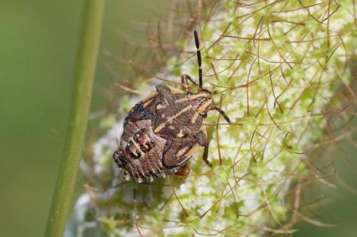 Carpocoris mediterraneus atlanticus