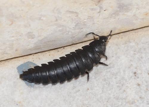 Ablattaria laevigata