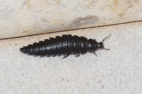 Ablattaria laevigata