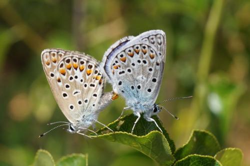 Polyommatus escheri
