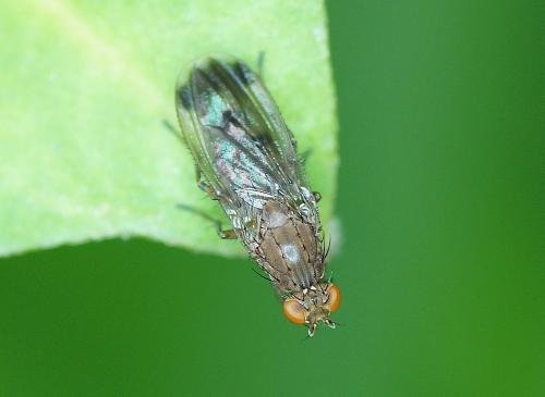 Réf. 148 290 : Suillia variegata