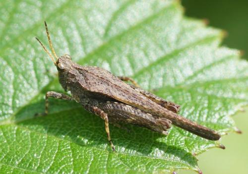 Réf. 148 341 : Tetrix subulata