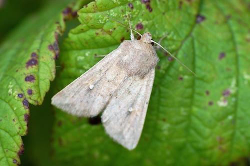 Réf. 148 521 : Mythimna albipuncta