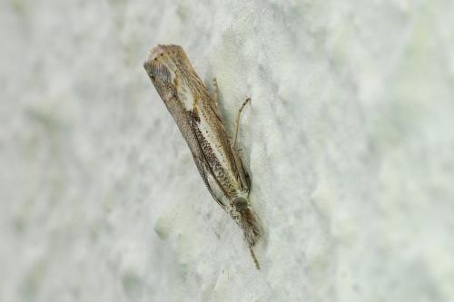 Agriphila geniculea