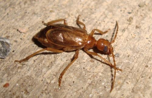 Réf. 148 013 : Vesperus joanivivesi