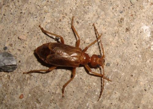 Vesperus joanivivesi