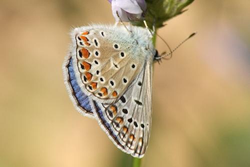 Polyommatus icarus