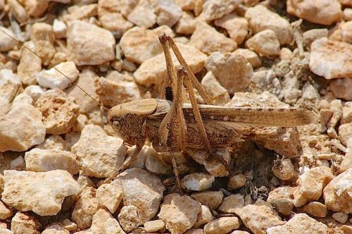 Réf. 148 710 : Platycleis sp.