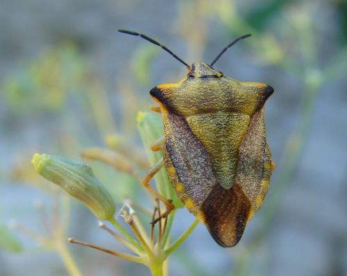Carpocoris mediterraneus atlanticus