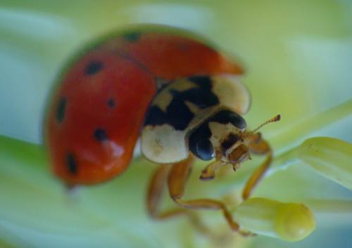 Harmonia axyridis