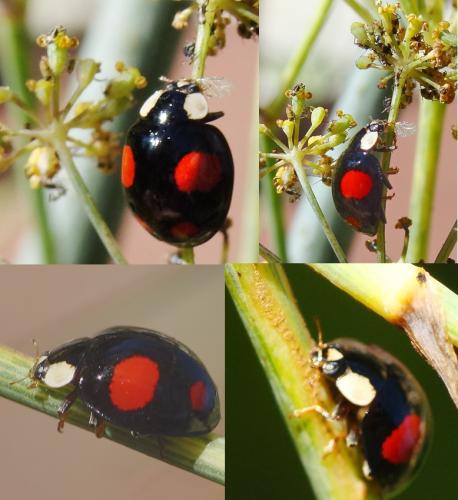 Harmonia axyridis