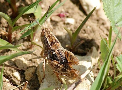 Calliptamus sp.