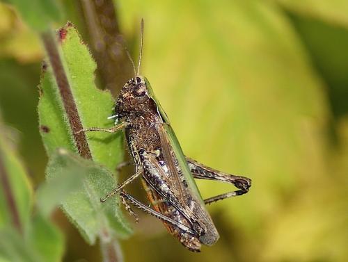 Réf. 148 954 : Omocestus rufipes