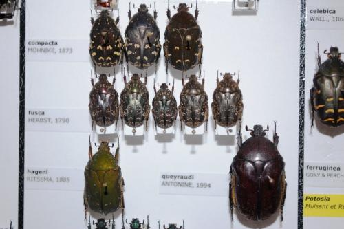 Protaetia fusca
