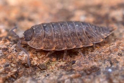 Porcellio monticola
