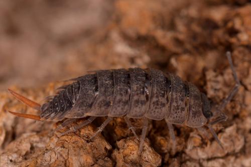 Porcellio monticola meridionalis