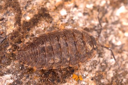 Porcellio monticola