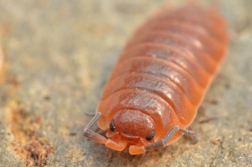 Porcellio sp.