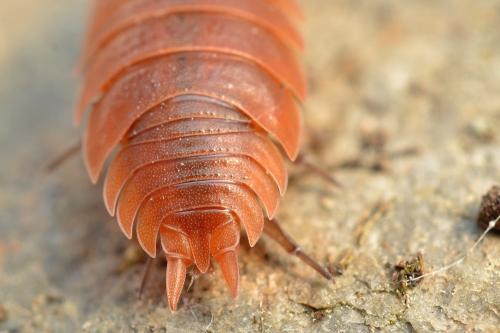 Porcellio sp.