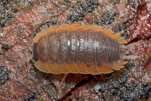 Porcellio sp.
