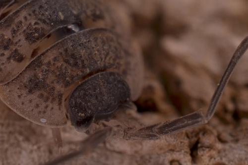 Porcellio monticola meridionalis