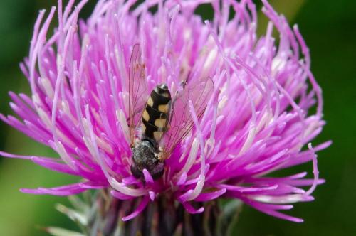 Meliscaeva auricollis