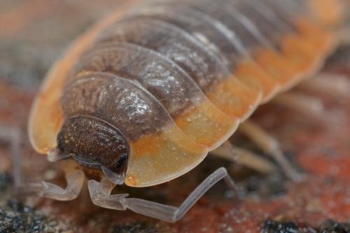 Réf. 148 645 : Porcellio sp.